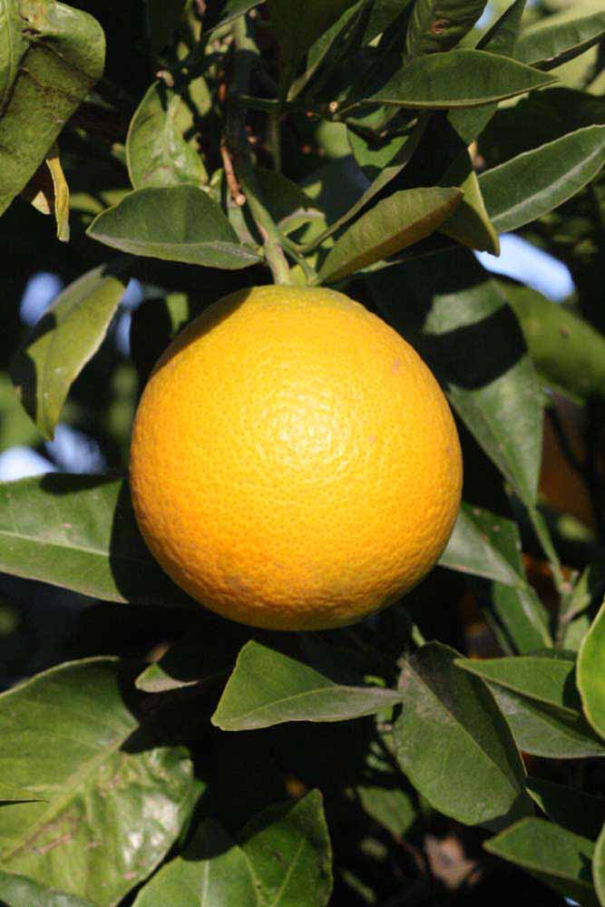            Fruit (Riverside, CA)   